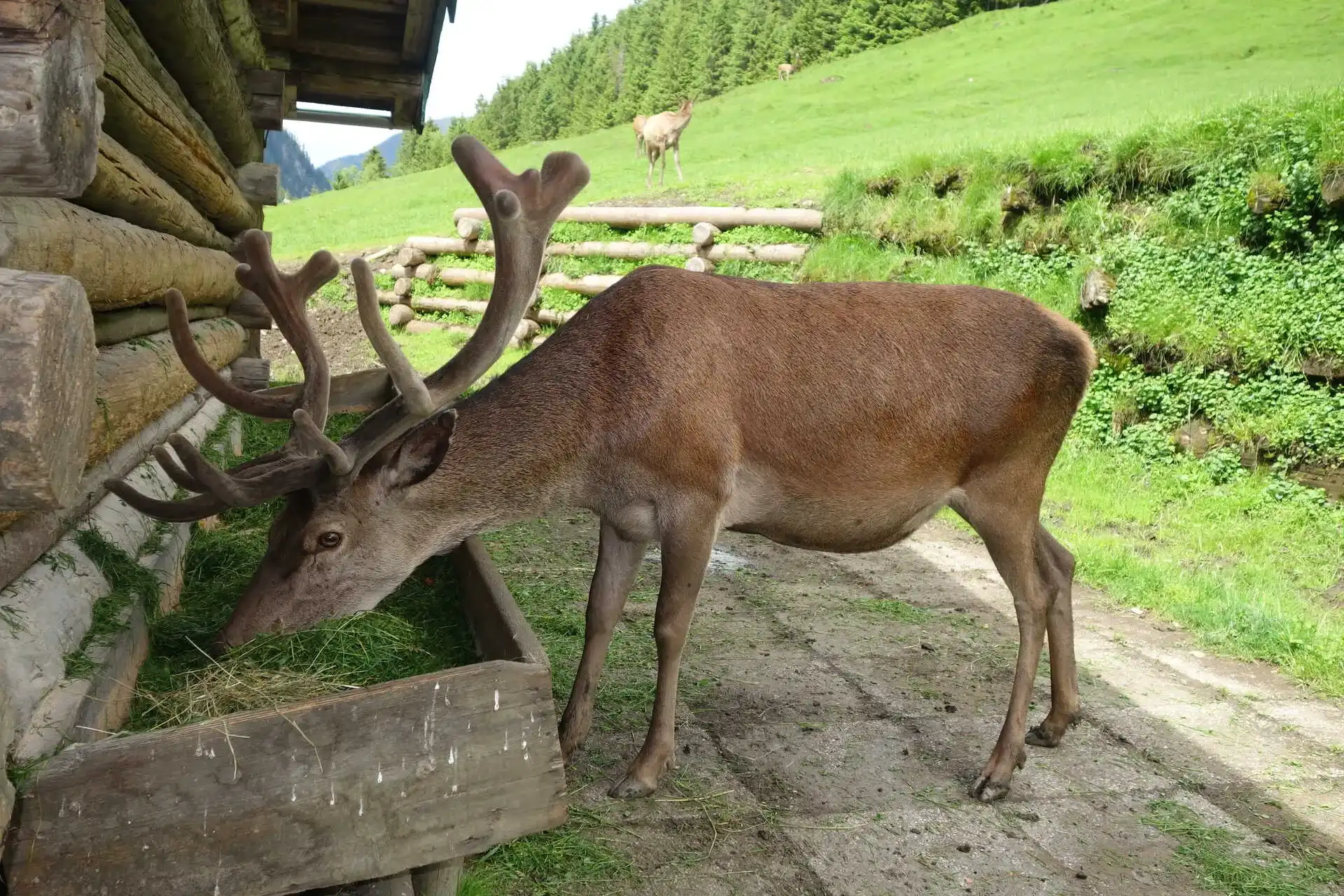 Přírodní ZOO parky